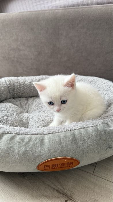 милые шотландские котята