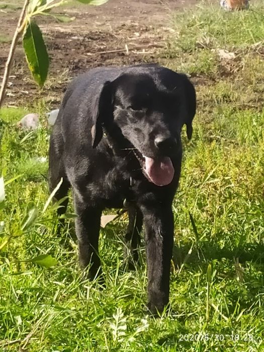 Вязка собаки Лабрадор Ретривер