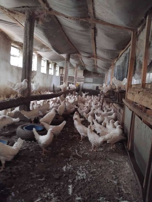 Пилета Легхорн Декалб от Чехия на един ден! С всички ваксини -4,50лв