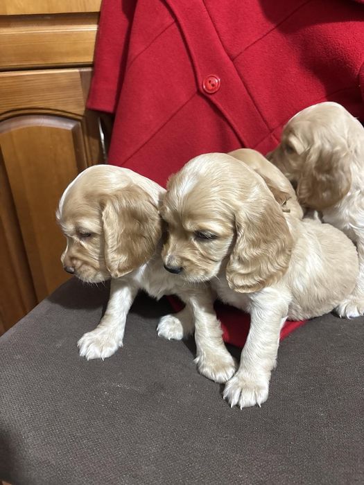 Кокер шпаньол . Малки кученца