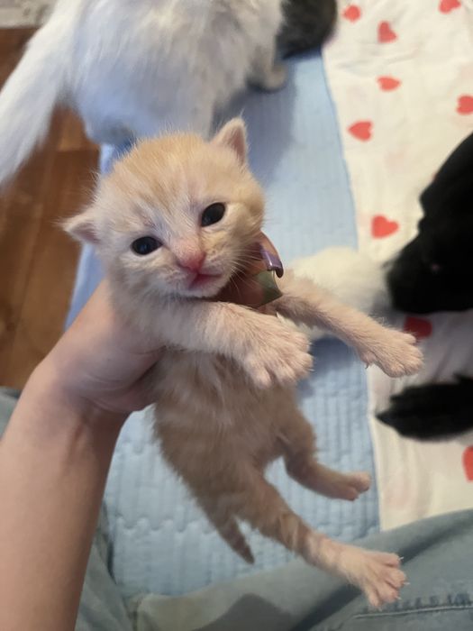 Отдаем котят-мальчиков.