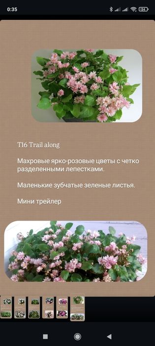 Фиалка трейлер мини самовывоз Актас