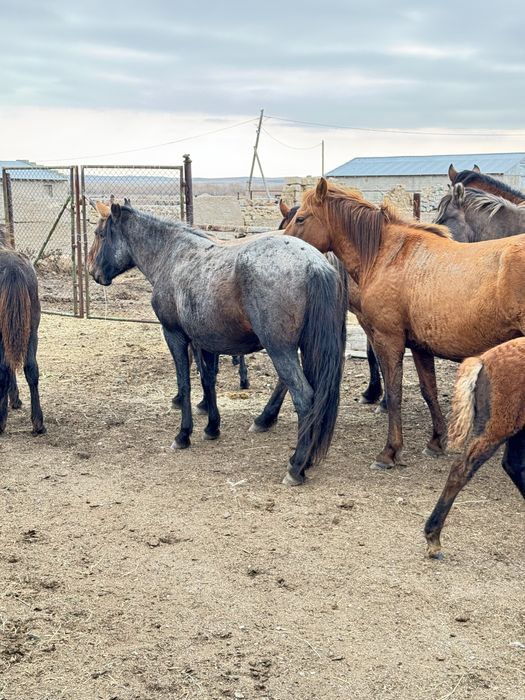 Соғымға жылқылар сатылады