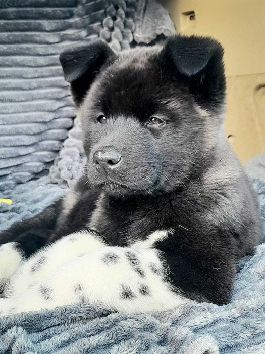 Щенки акиты. Каспий рассрочка 24 мес