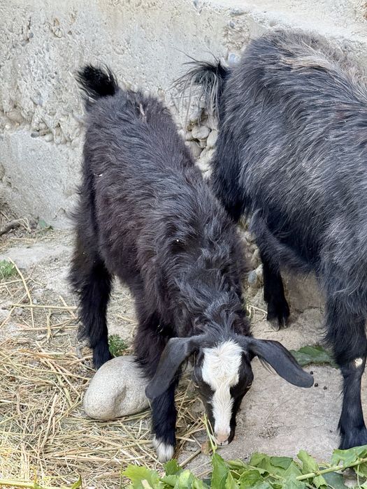 Zudlik bilan ona bola echki sotiladi