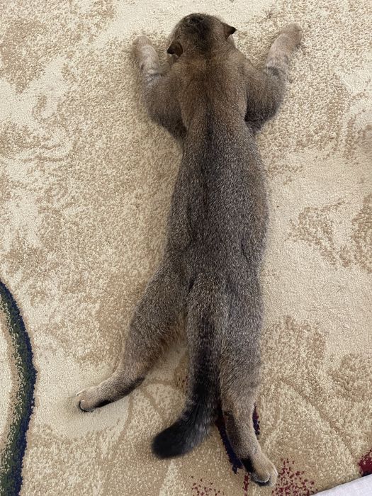 Vyazka uchun erkak Mushuk