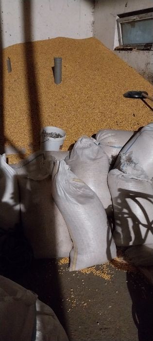 Porumb  umiditate 13 de vînzare