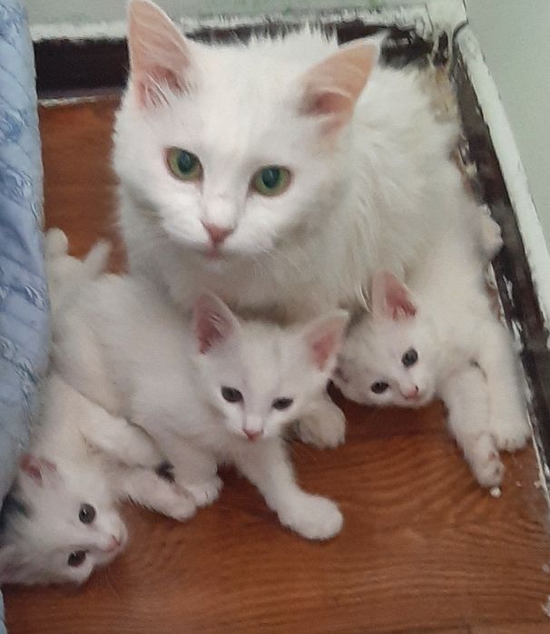Продаются котята Турецкой Ангорки