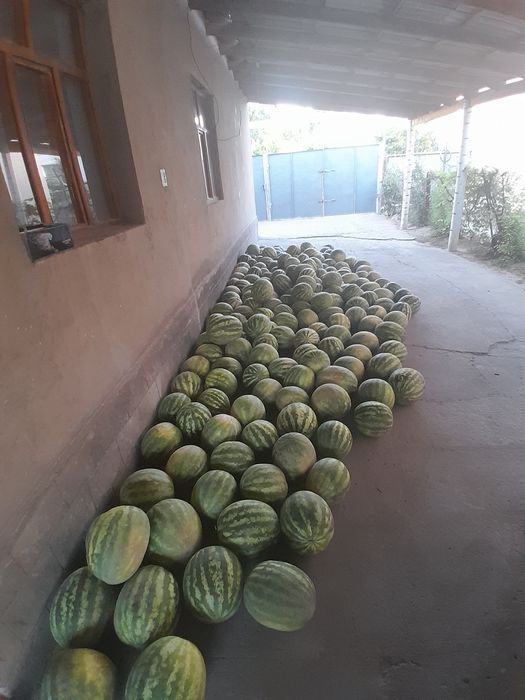 Арбуз за 23к прод