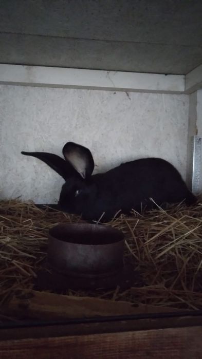 De vanzare mascul UG negru, varsta 3 luni