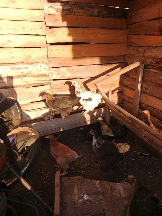 Продам курей брамы