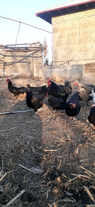 Гегант кора шахзода товук тухумлари сотилади 15000