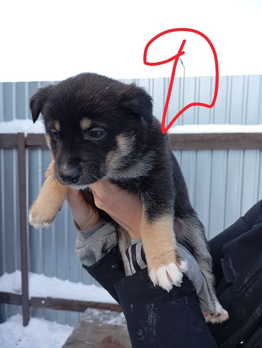 Отдам щенков в добрые руки.