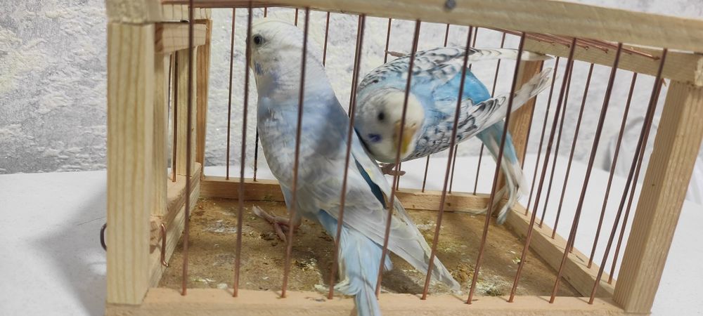 Продаётся пара волнистих попугаев