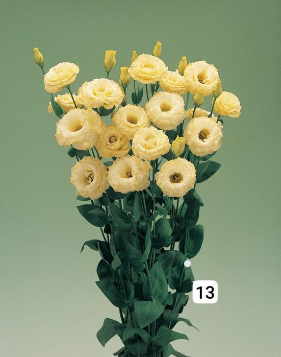 Семена (проф.)  Лизиантус ( Эустома)