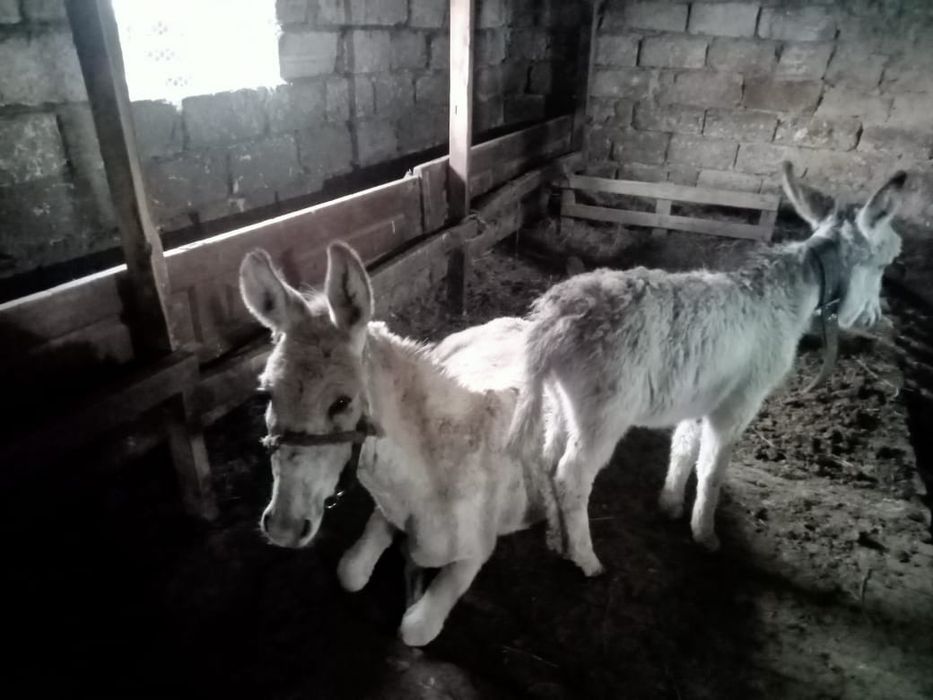 Продам Аслицу с осликом