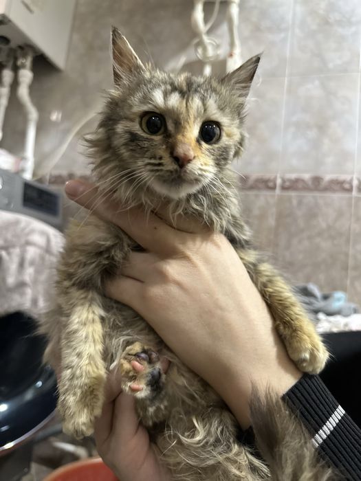 Котенок в хорошие руки