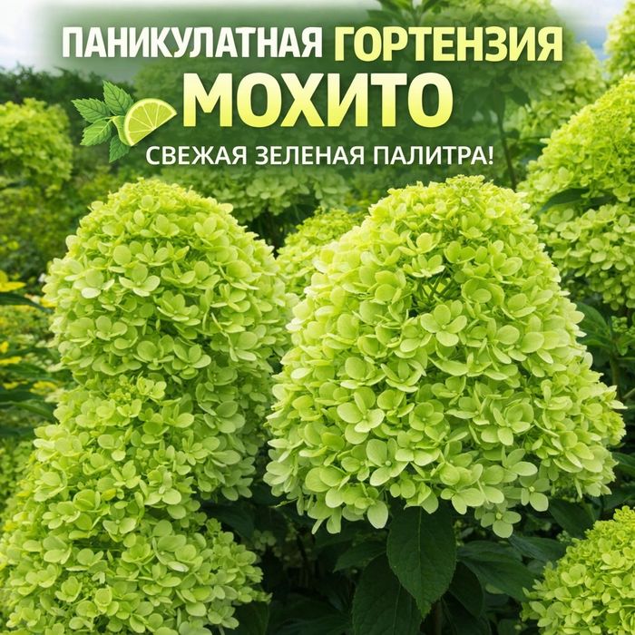 Метельчатая гортензия Мохито, саженец C1.5