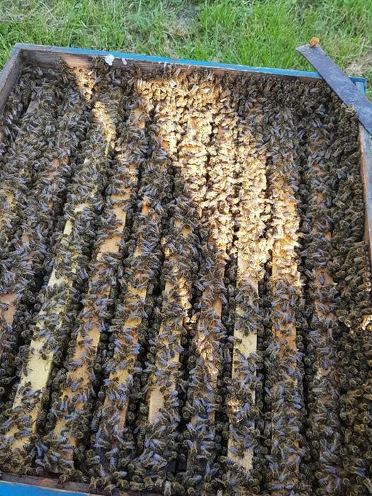 Familii albine,  zona Mihăilești, jud Giurgiu