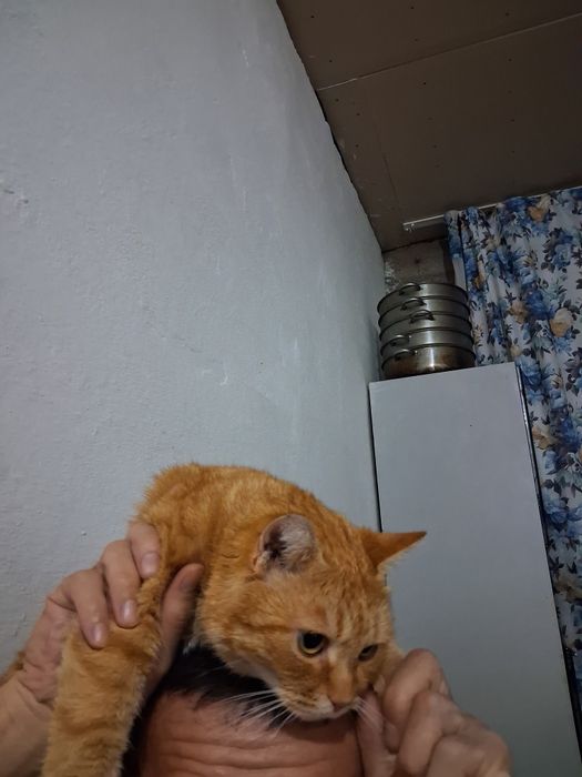 Продам кошку мальчик