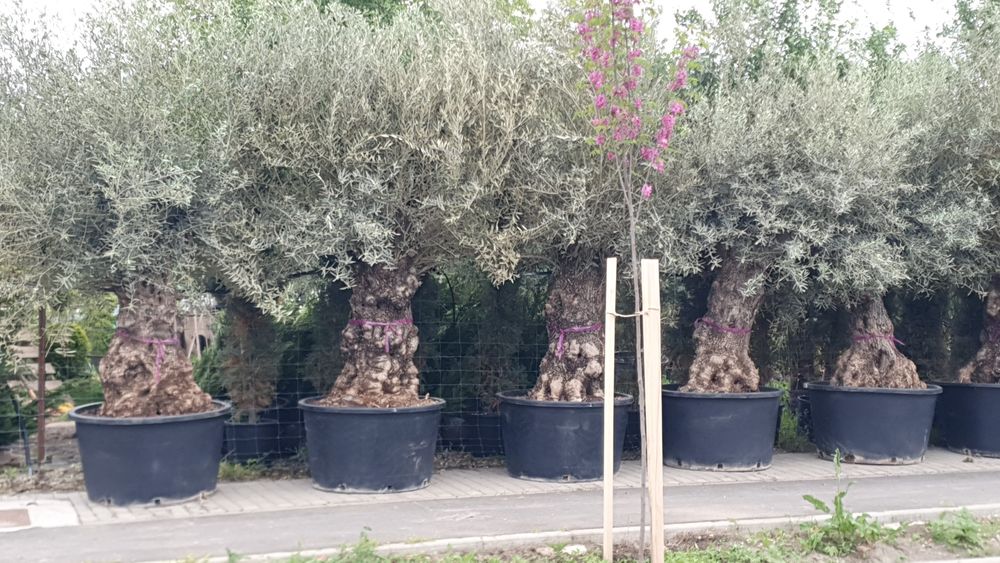 Maslini seculari în stoc!