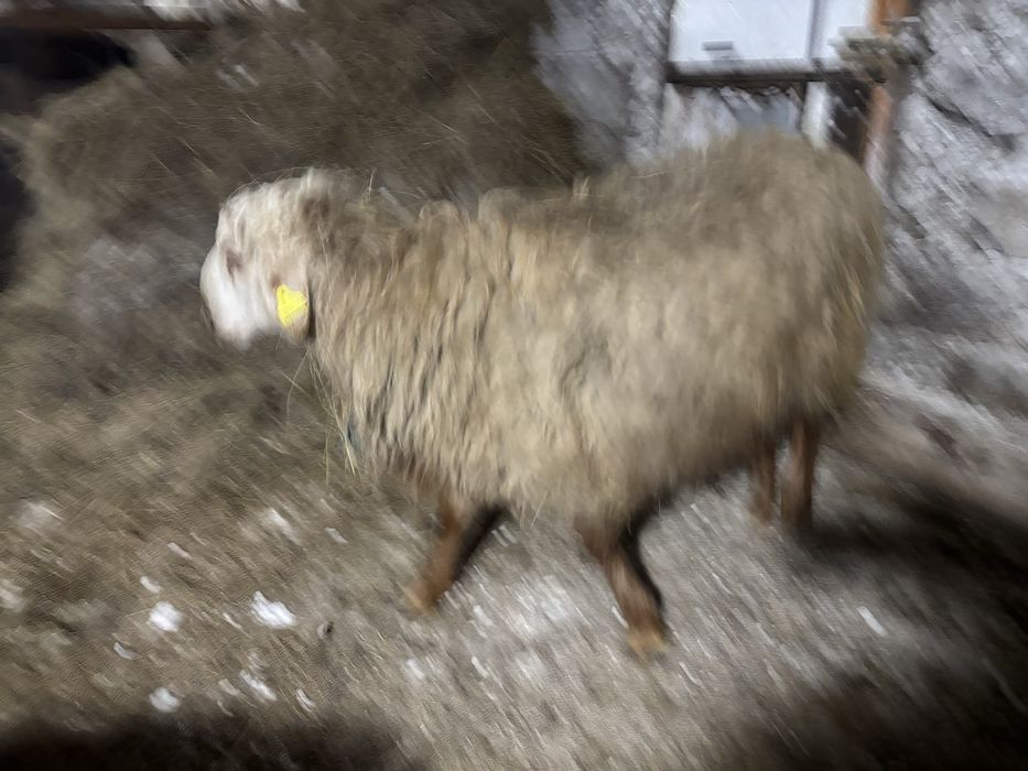 Еркек тоқтылар сатылды.