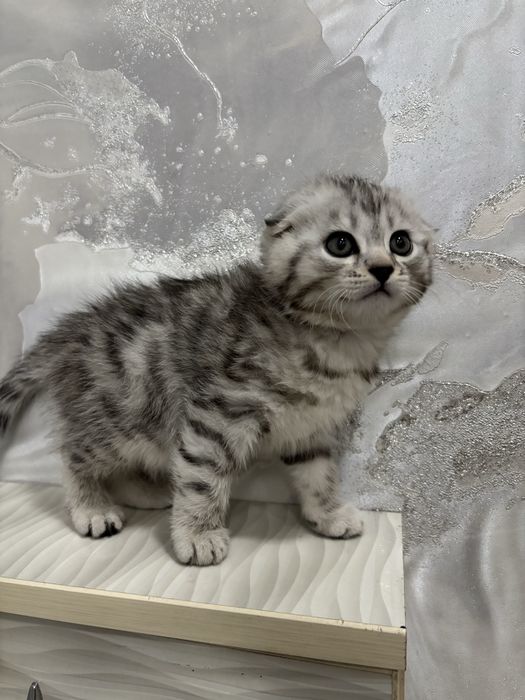 Породали мушук боласи фолд