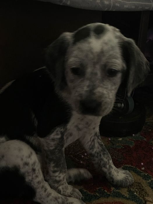 Продаю спаниельку