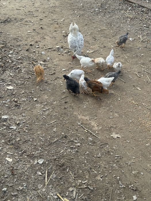 Тауық балапандарымен