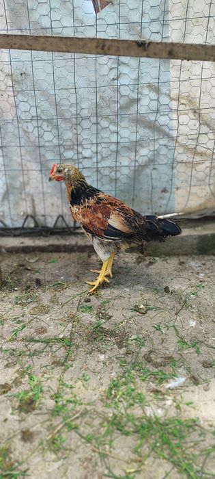 Продавам петли няколко вида
