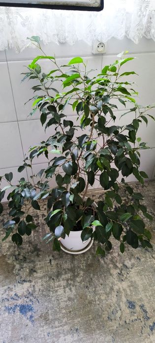 Gullarimiz sotiladi ,donaga xammasini olganlarga kelishtirib beramiz