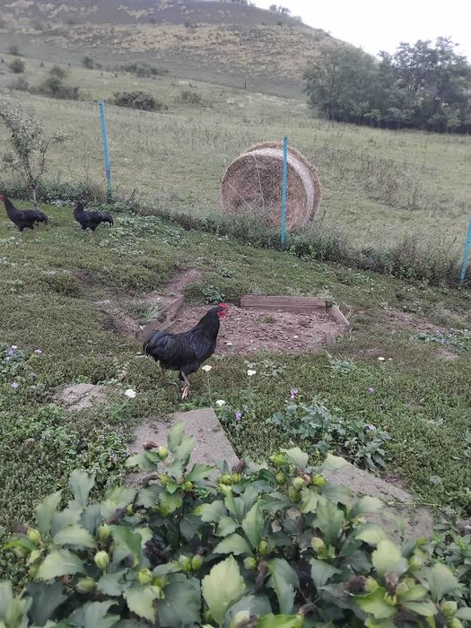 cocoșei australorp negru din primăvară caută stăpân