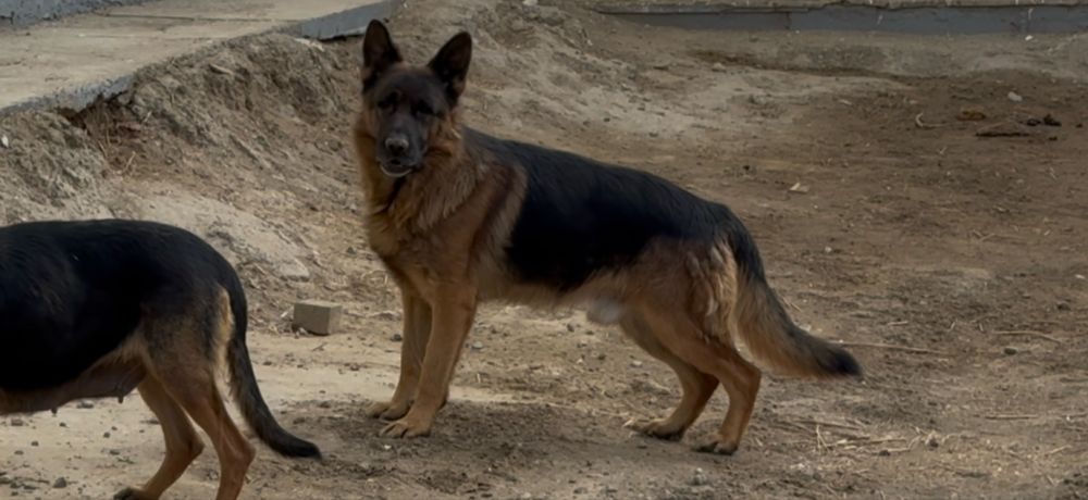 Немецкая овчарка щенок