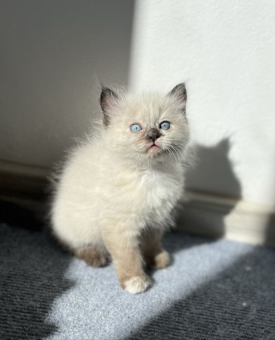 Puiuț Ragdoll.