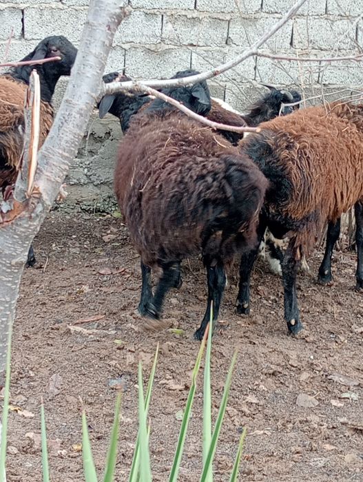 Кой кошкар семыз