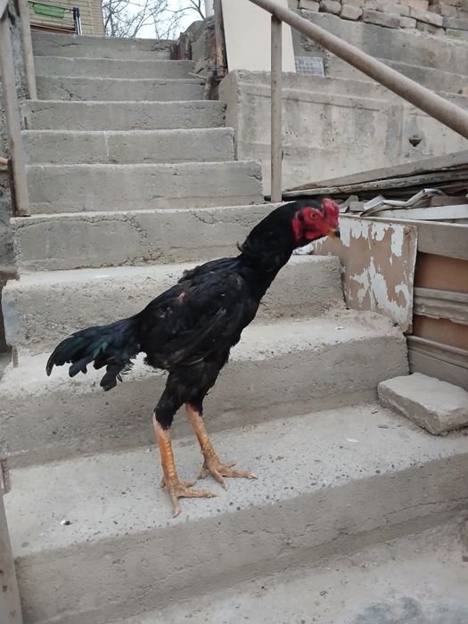 8 oylik juja kateyski hali uyushmagan