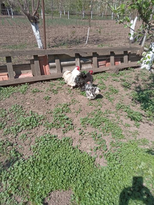 Cocoși Cochinchina pitic
