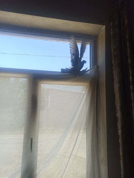 Kabutar zotdor ajoyib