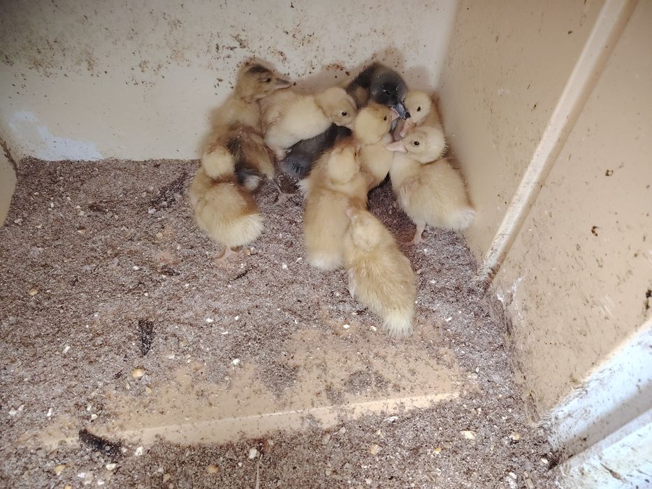 Продам Мускусных утят