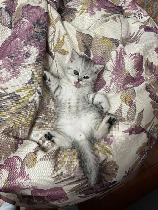 шотландский котенок
