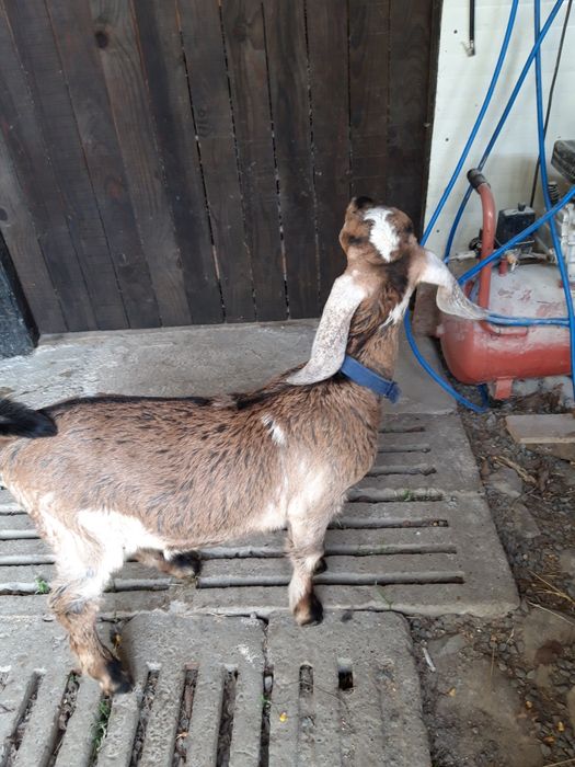 Țăpișor capre anglonubiene