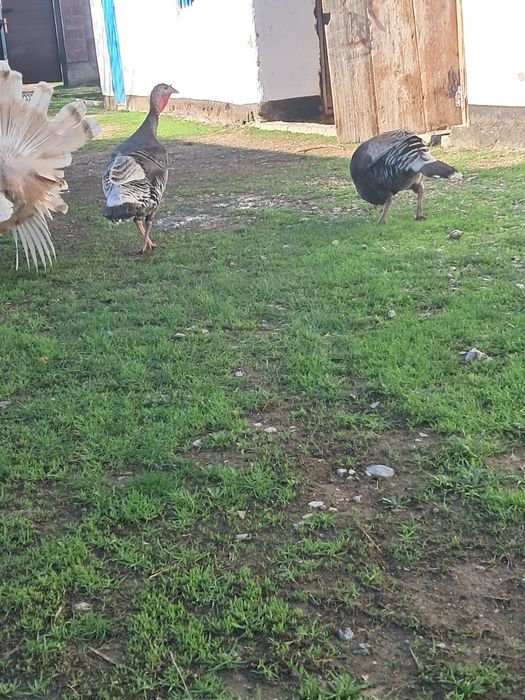 Күркетауық сатылады