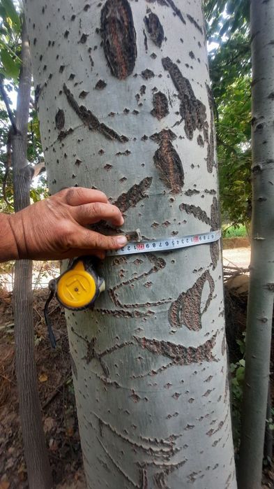 Тераклар бор сотлади