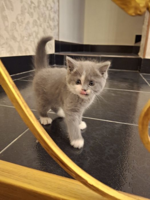 Кошка породистая