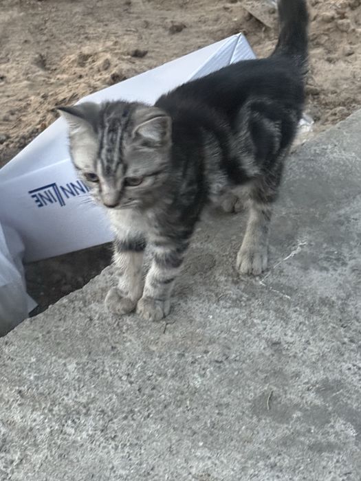 Отдам котенка в хорошие руки