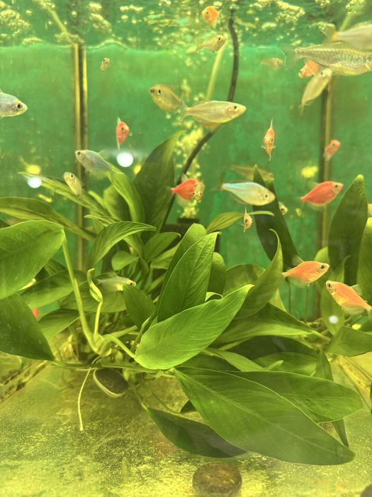Аквариумное растение Анубиас