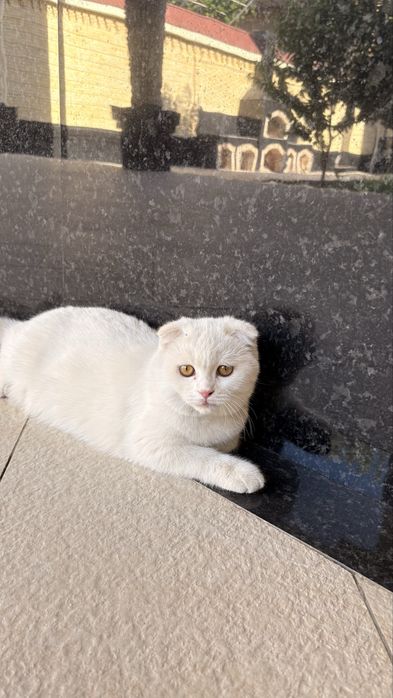 Шотланская вислоухая кошка