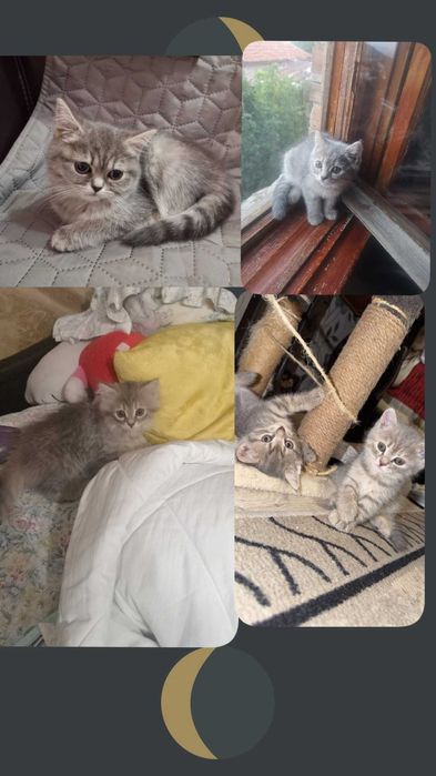 Британски котета