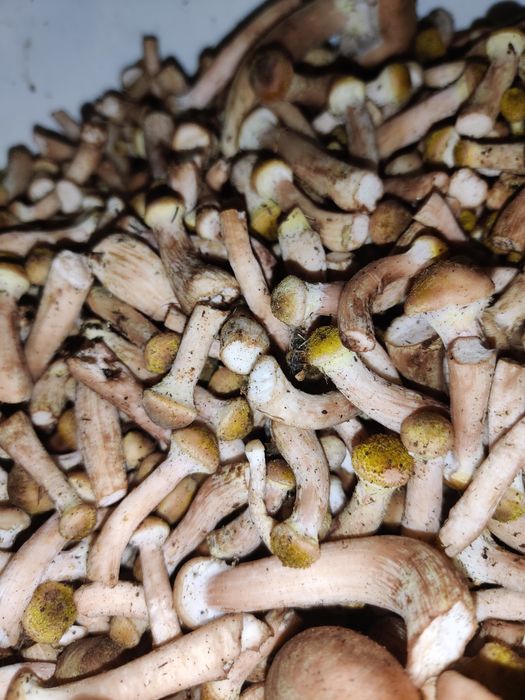 Vând ghebe mici 25 lei kg