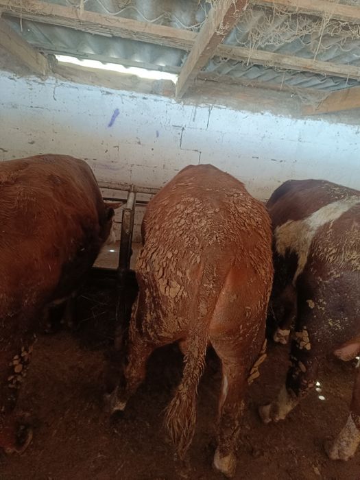 Продам 1.5 годовалых быков